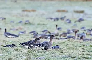 Geese Prints: Pink-footed Geese Anser brachyrynchus Holkham Norfolk winter