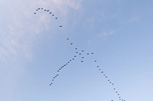 Pink-footed Geese Anser brachyrynchus leaving roost at Snettisham Norfolk winter