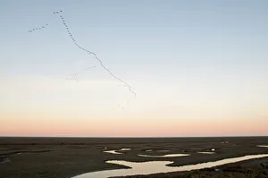Pink-footed Geese Anser brachyrynchus leaving roost at Snettisham Norfolk winter Pink-footed Geese Anser brachyrynchus leaving roost at Snettisham Norfolk winter