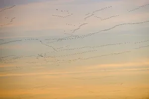 Pink-footed Geese Anser brachyrynchus leaving roost at Snettisham Norfolk winter Pink-footed Geese Anser brachyrynchus leaving roost at Snettisham Norfolk winter