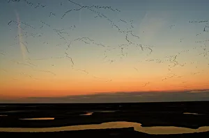 Pink-footed Geese Anser brachyrynchus leaving roost on the Wash at Snettisham Norfolk Pink-footed Geese Anser brachyrynchus leaving roost on the Wash at Snettisham Norfolk