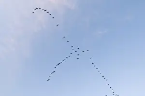 Pink-footed Geese Anser brachyrynchus leaving roost at Snettisham Norfolk winter