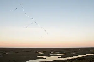 Pink-footed Geese Anser brachyrynchus leaving roost at Snettisham Norfolk winter