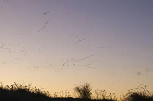 Roost Prints: Pink-footed Geese Anser brachyrynchus leaving roost at Snettisham Norfolk winter