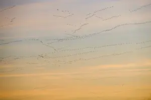 Editor's Picks: Pink-footed Geese Anser brachyrynchus leaving roost at Snettisham Norfolk winter