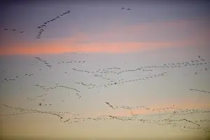 Pink-footed Geese Anser brachyrynchus leaving roost at Snettisham Norfolk winter