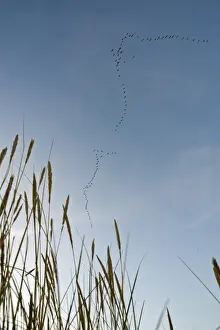Pink-footed Geese Anser brachyrynchus leaving roost on the Wash at Snettisham Norfolk