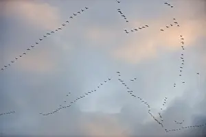 Pink-footed Geese Anser brachyrynchus leaving roost on the Wash at Snettisham Norfolk