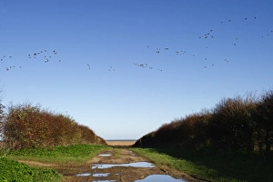 Pink-footed Geese Anser brachyrynchus North Norfolk winter