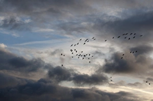 Pink-footed Geese Anser brachyrynchus North Norfolk winter