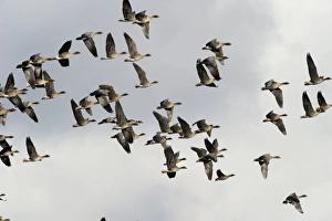 Pink-footed Geese Anser brachyrynchus North Norfolk winter