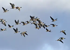 Flock Prints: Pink-footed Geese Anser brachyrynchus North Norfolk winter