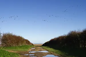 Pink-footed Geese Anser brachyrynchus North Norfolk winter