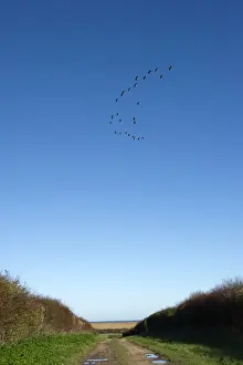 Pink-footed Geese Anser brachyrynchus North Norfolk winter
