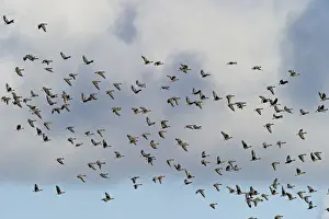 Pink-footed Geese Anser brachyrynchus North Norfolk winter