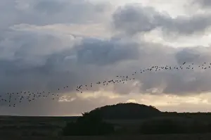 Pink-footed Geese Anser brachyrynchus North Norfolk winter