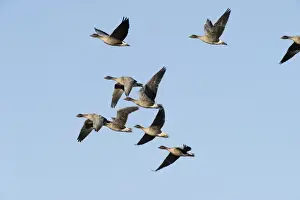 Pink-footed Geese Anser brachyrynchus North Norfolk winter