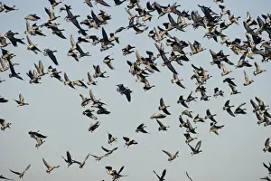 Pink-footed Geese Anser brachyrynchus North Norfolk winter