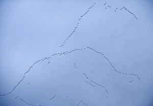 Pink-footed Geese Anser brachyrynchus skeins over Norfolk winter Pink-footed Geese Anser brachyrynchus skeins over Norfolk winter