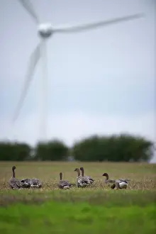 Bird Prints: Pink-footed Geese with wind turbine in background Nr Horsey Norfolk winter
