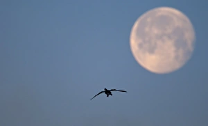 Pink-footed Goose Anser brachrynchus and moon Holkham Norfolk winter Pink-footed Goose Anser brachrynchus and moon Holkham Norfolk winter