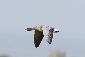 Pink-footed Goose Anser brachyrhynchus calling North Norfolk winter Pink-footed Goose Anser brachyrhynchus calling North Norfolk winter