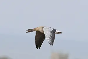 Pink-footed Goose Anser brachyrhynchus calling North Norfolk winter