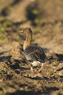Pink-footed Goose Anser brachyrhynchus feeding on beet field Norfolk winter Pink-footed Goose Anser brachyrhynchus feeding on beet field Norfolk winter