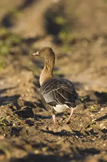 Wildlife Prints: Pink-footed Goose Anser brachyrhynchus feeding on beet field Norfolk winter