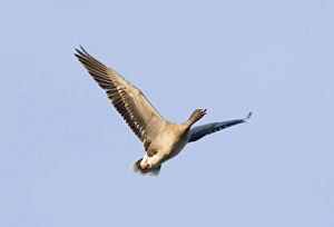 Pink-footed Goose Anser brachyrhynchus North Norfolk winter