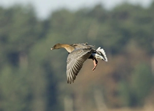 Pink-footed Goose Holkham Norfolk