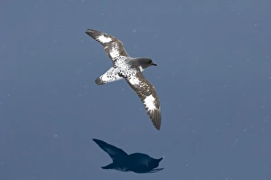 Pintado otherwise known as Cape Petrel, Daption capense, Antarctic Peninsula, Antarctica Pintado otherwise known as Cape Petrel, Daption capense, Antarctic Peninsula, Antarctica