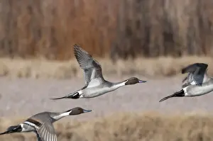 Duck Prints: Pintail Anas acuta Bosqur del Apache New Mexico USA November