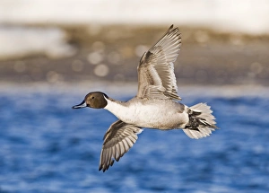 Pintail Anas acuta Hokkaido Japan