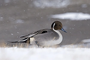 Snowing Prints: Pintail Anas acuta Hokkaido Japan winter