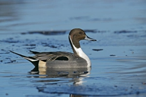 Drake Prints: Pintail, Anas acuta, male on icy pond, UK, winter