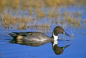 Pintail, Anas acuta, male, UK, winter