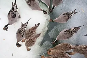 Duck Prints: Pintail Anas acuta viewed through a fisheye lens Hokkaido Japan winter
