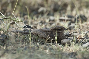 Kenya Prints: Plain Nightjar Caprimulgus inornatus Africa
