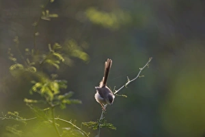 India Prints: Plain Prinia Prinia inornata Northern India