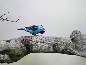 Plum-throated Cotinga Cotinga maynana Norther Amazon River Basin Peru