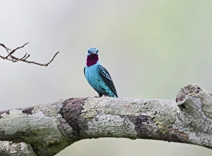 Plum-throated Cotinga Cotinga maynana Norther Amazon River Basin Peru Plum-throated Cotinga Cotinga maynana Norther Amazon River Basin Peru