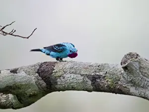 Plum-throated Cotinga Cotinga maynana Norther Amazon River Basin Peru