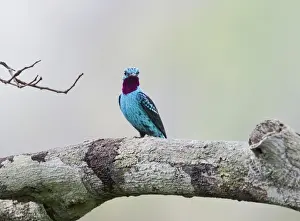 Neotropical Prints: Plum-throated Cotinga Cotinga maynana Norther Amazon River Basin Peru