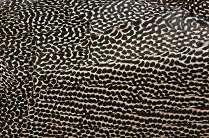 Plumage detail of Great Argus, Argusianus argus Asian Pheasant male Captive