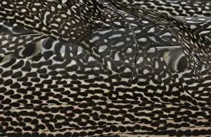 Male Prints: Plumage detail of Great Argus, Argusianus argus Asian Pheasant male Captive