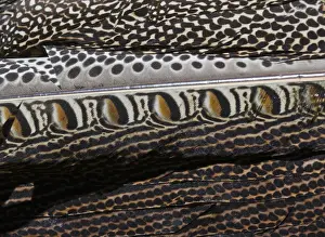 Plumage detail of Great Argus, Argusianus argus Asian Pheasant male Captive
