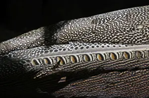 Plumage detail of Great Argus, Argusianus argus Asian Pheasant male Captive