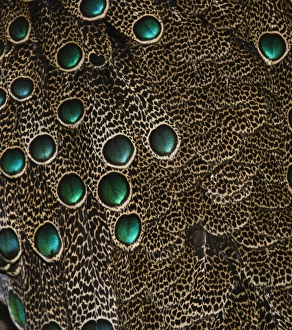 Plumage detail of Malaysian Peacock Pheasant Polyplectron malacense captive