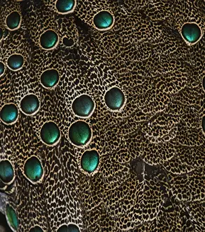 Plumage detail of Malaysian Peacock Pheasant Polyplectron malacense captive